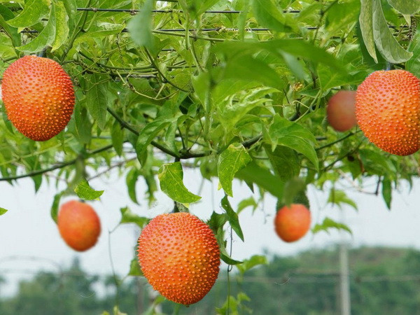 Sản phẩm thảo dược: Sự chuyển hướng trong ngành đồ uống ảnh 1