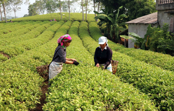 Thu hoạch chè tại xã Mỹ Bằng, huyện Yên Sơn. (Ảnh Quang Đán/TTXVN) Diện mạo nông thôn mới khởi sắc ở tỉnh miền núi Tuyên Quang ảnh 3