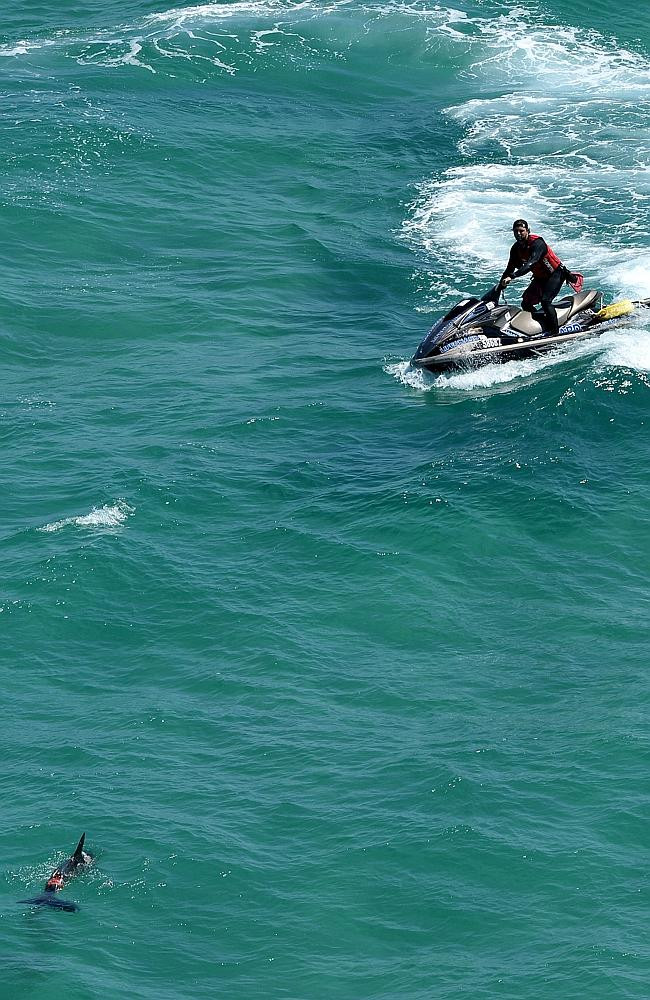 Du khách sợ hãi khi chứng kiến "sát thủ đại dương" xé xác cá heo ảnh 3