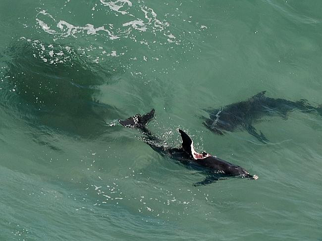 Du khách sợ hãi khi chứng kiến "sát thủ đại dương" xé xác cá heo ảnh 2