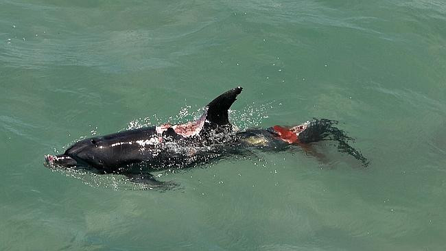 Du khách sợ hãi khi chứng kiến "sát thủ đại dương" xé xác cá heo ảnh 4