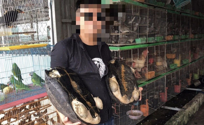 Cục kiểm lâm chỉ đạo kiểm tra, xử lý nạn buôn bán động vật "sách đỏ" ảnh 2