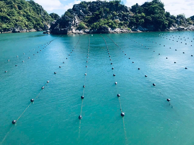 Khu vực nuôi ngọc trai nước mặn của Công ty Ngọc Trai và Trang sức An Phú.(Ảnh: CTV/Vietnam+) Doanh nhân Việt Nam: Những thuyền trưởng vững tay chèo trước sóng cả ảnh 1