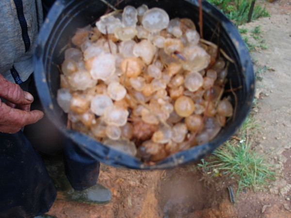 Mưa đá kèm lốc xoáy lớn nhất từ trước tới nay tại Hà Giang ảnh 1