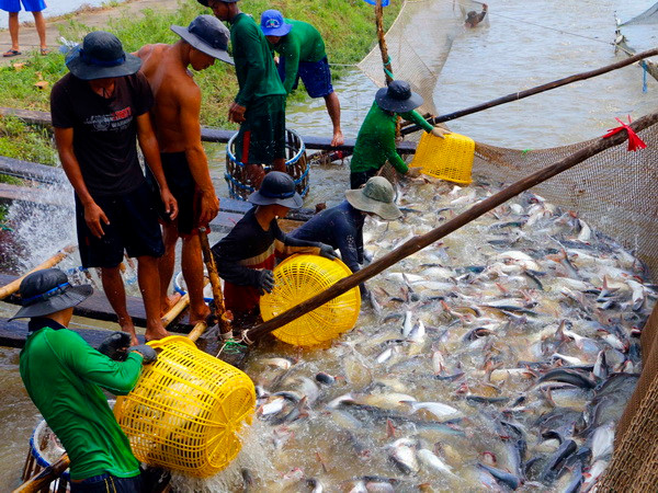 Thị trường cá tra nguyên liệu vẫn 'nóng' vì nguồn cung khan hiếm ảnh 1