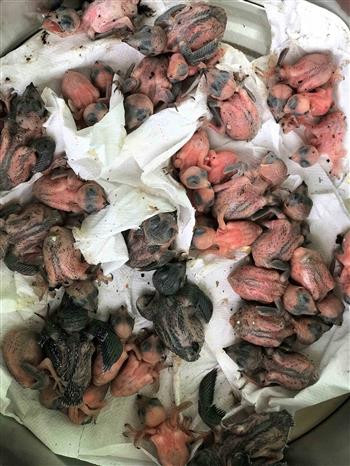 Nỗ lực tái tạo và phát triển bền vững đàn yến trên đảo Cù Lao Chàm ảnh 2