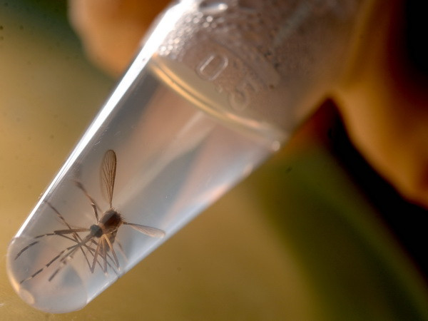 Phát hiện trường hợp lây nhiễm virus Zika thông qua truyền máu ảnh 1