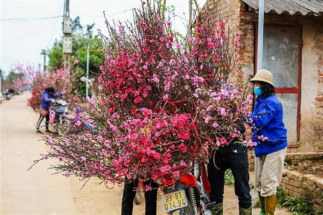 Nhật Tân: Người trồng lắp điều hòa chăm đào thất thốn tiến vua ảnh 2