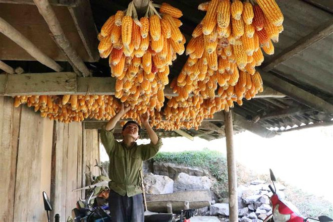 Cuộc sống của người dân tại bản không rượu, bia ở Lai Châu ảnh 2