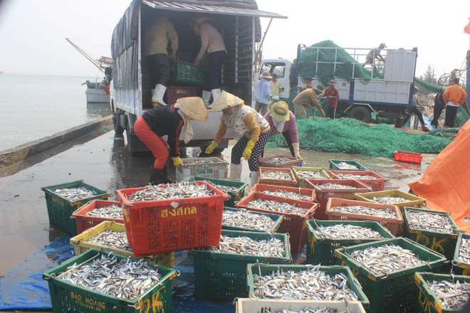 Vụ cá chết hàng loạt: Có thể xử lý hình sự nếu Formosa gây ô nhiễm ảnh 1