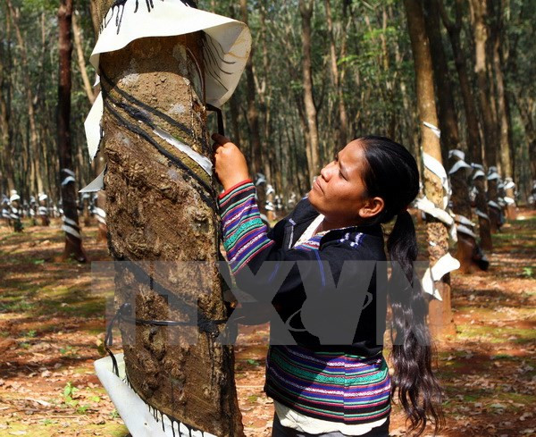 Thúc đẩy trồng rừng cao su bền vững theo tiêu chuẩn quốc tế ảnh 1