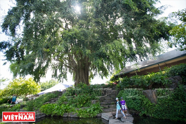 Khám phá cõi tiên “Biển trên rừng” tại khu du lịch Suối Mơ ảnh 5