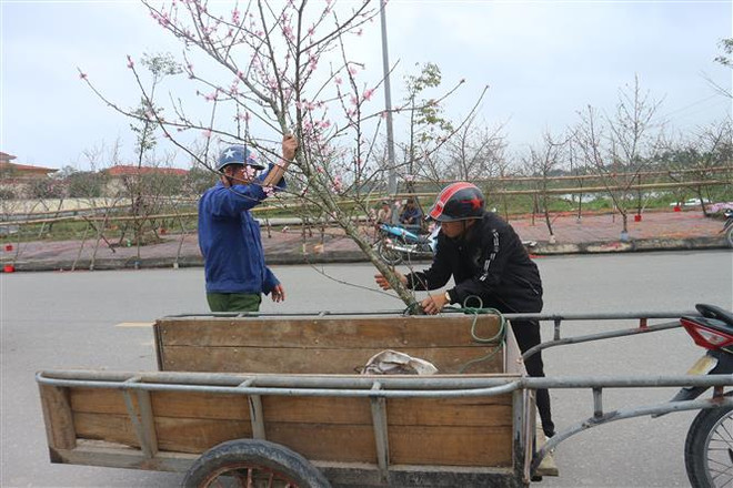 Miền Bắc có mưa Xuân trong đêm Giao thừa Tết Kỷ Hợi 2019 ảnh 1