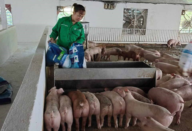 Chị Nguyễn Thị Thúy chăm sóc đàn lợn được nuôi theo hệ thống hiện đại, mỗi năm mang lại cho chị hàng tỷ đồng. (Ảnh: Nguyễn Thảo/TTXVN) Gương nông dân Việt Nam xuất sắc: Nữ tỷ phú nuôi lợn ở tỉnh Vĩnh Phúc ảnh 1