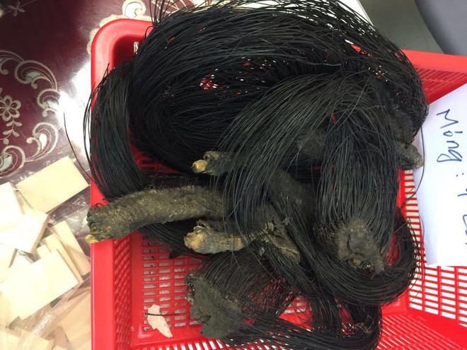 Bắt người phụ nữ mang 3 bộ da báo gấm qua cửa khẩu Tân Sơn Nhất ảnh 2