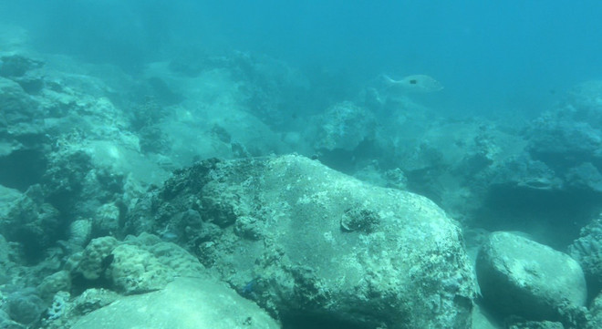 Khu bảo tồn vịnh Nha Trang: Suy giảm hệ sinh thái rạn san hô ở Hòn Mun ảnh 1