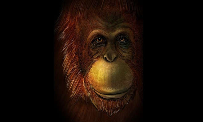 Hình dáng phục dựng của loài vượn lớn Gigantopithecus blacki. (Ảnh: Live Sience) Phục dựng loài linh trưởng khổng lồ từ hóa thạch 1,9 triệu năm ảnh 1