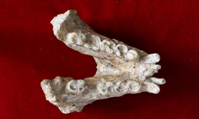 Hóa thạch xương răng của Gigantopithecus blacki. (Ảnh: Live Science) Phục dựng loài linh trưởng khổng lồ từ hóa thạch 1,9 triệu năm ảnh 2