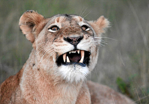 Kẻ săn trộm bị đàn sư tử trong khu bảo tồn tấn công và ăn thịt ảnh 1