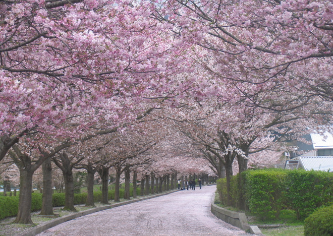 Trung Quốc tuyên bố là quê hương thực sự của hoa anh đào ảnh 1