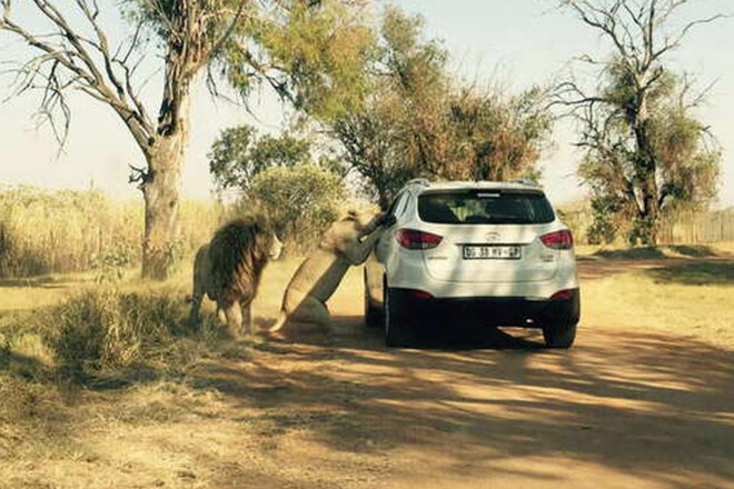 Khoảnh khắc định mệnh của cô gái xấu số bị con sư tử cắn chết ảnh 1