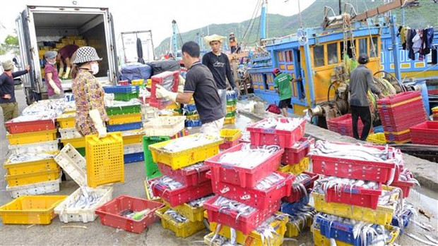 Ngư dân vận chuyển cá lên cảng Vĩnh Trường (Nha Trang, Khánh Hòa). (Ảnh: Đặng Tuấn/TTXVN) Đảm bảo xuất khẩu thủy sản không vi phạm quy định chống khai thác IUU ảnh 3