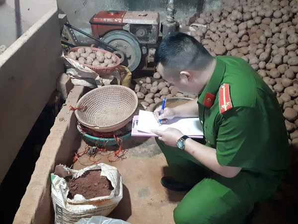 Lại tiếp tục phát hiện một vụ "phù phép" khoai tây Trung Quốc ảnh 1