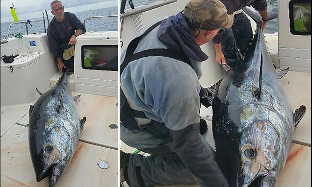 Ngư dân chinh phục con cá ngừ khổng lồ sau 4 tiếng vật lộn ảnh 1