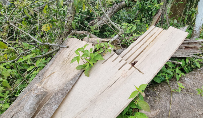 Quảng Trị: Yêu cầu xử lý nghiêm vụ phá trên 18,6ha rừng ở Đakrông ảnh 1