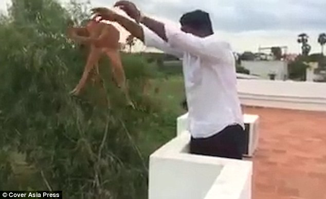 Phẫn nộ cảnh sinh viên thả chó từ nóc tòa nhà 5 tầng xuống đất ảnh 1