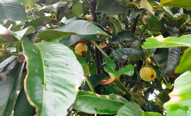 Ngăn chặn kịp thời tình trạng người dân chặt cành bán lá măng cụt ảnh 1