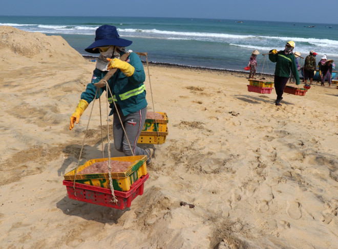 Ngư dân Quảng Ngãi phấn khởi vì trúng mùa ruốc biển ảnh 1
