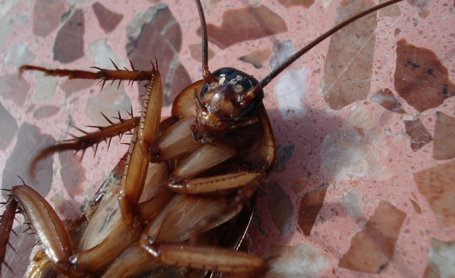 Sữa gián - siêu thực phẩm giàu dinh dưỡng của tương lai? ảnh 1