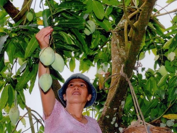 Bán cây xoài qua mạng giúp nông dân Đồng Tháp thu nhập khá ảnh 1