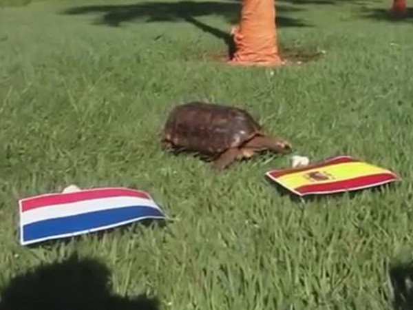 "Thần rùa" Luis dự đoán tuyển Tây Ban Nha hạ gục Hà Lan ảnh 1