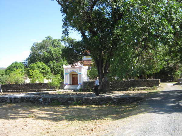 Phú Yên: 20 cây xoài di sản bị nhiễm bệnh nghiêm trọng ảnh 1