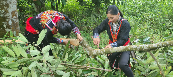 Lào Cai: Cây quế giúp đồng bào vùng cao Nậm Đét thoát nghèo ảnh 1