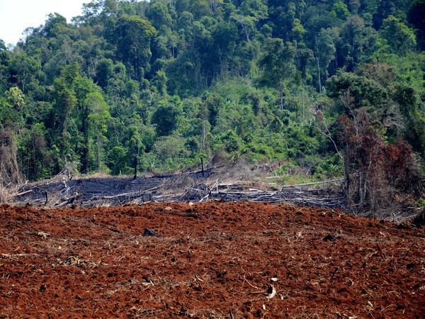 Vụ phá 15ha rừng ở Đắk Nông: Chủ rừng buông lỏng quản lý, bảo vệ ảnh 1