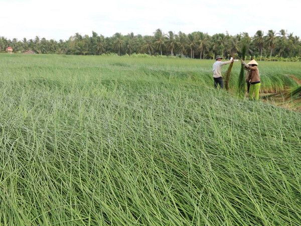 Trồng cói trên đất nhiễm phèn giúp tăng thu nhập cho người dân ảnh 1