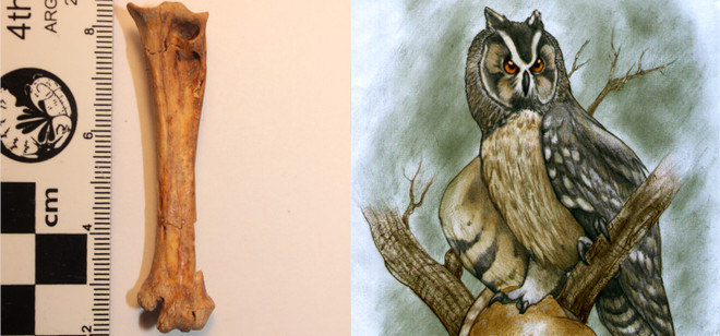 Phát hiện hóa thạch chim cú khổng lồ sống cách đây 40.000 năm ảnh 1