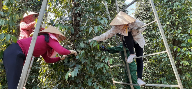 Bà Rịa-Vũng Tàu: Nhà vườn phấn khởi vì hồ tiêu được giá ảnh 2