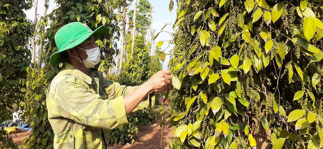 Bà Rịa-Vũng Tàu: Nhà vườn phấn khởi vì hồ tiêu được giá ảnh 1