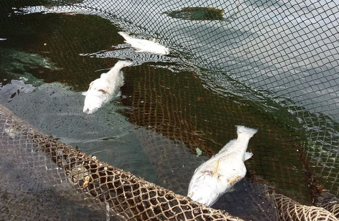 Thanh Hóa: Cá chết ở Nghi Sơn không liên quan đến dịch bệnh ảnh 1