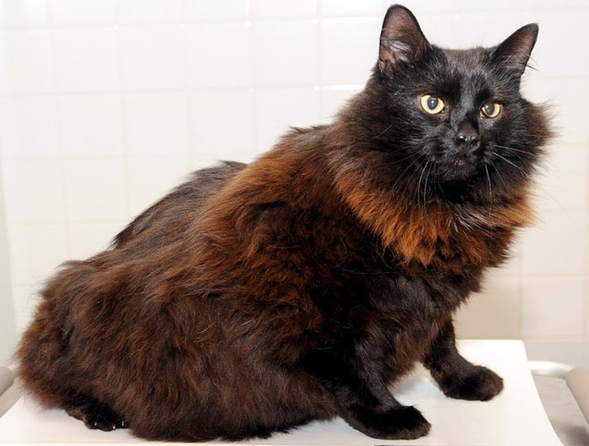 Chó mèo béo ú cũng tham gia vào một "cuộc thi sắc đẹp" ảnh 7