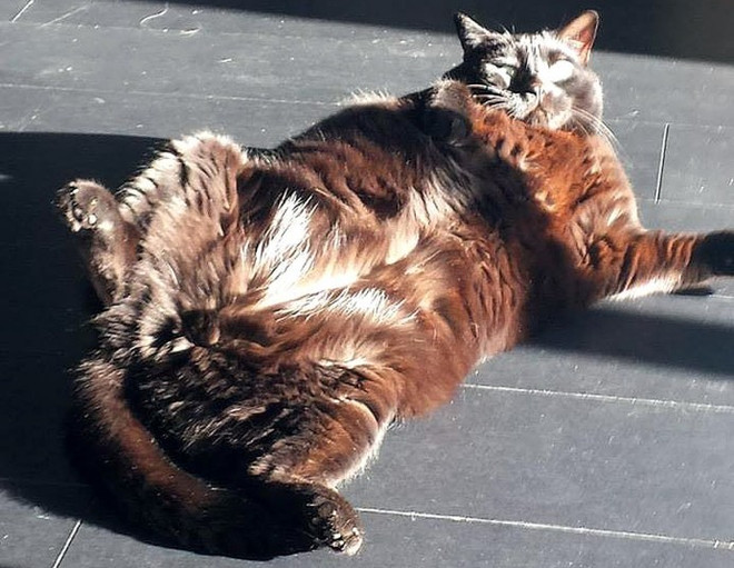 Chó mèo béo ú cũng tham gia vào một "cuộc thi sắc đẹp" ảnh 10