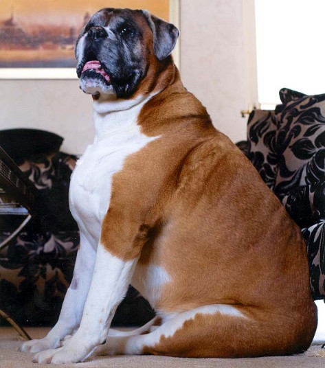 Chó mèo béo ú cũng tham gia vào một "cuộc thi sắc đẹp" ảnh 9