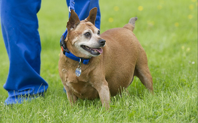 Chó mèo béo ú cũng tham gia vào một "cuộc thi sắc đẹp" ảnh 1