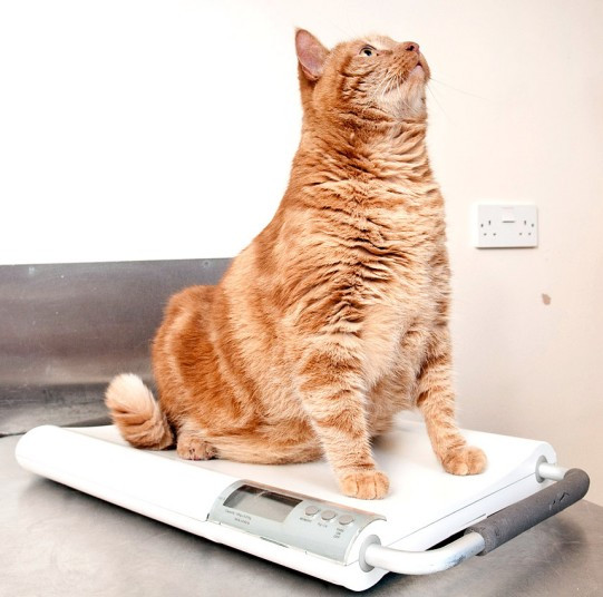 Chó mèo béo ú cũng tham gia vào một "cuộc thi sắc đẹp" ảnh 3