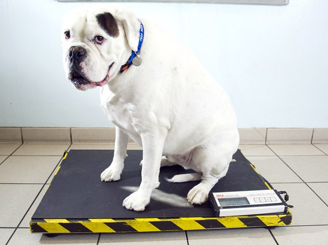 Chó mèo béo ú cũng tham gia vào một "cuộc thi sắc đẹp" ảnh 5