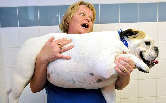 Chó mèo béo ú cũng tham gia vào một "cuộc thi sắc đẹp" ảnh 2